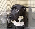 Small #2 Labrador Retriever Mix