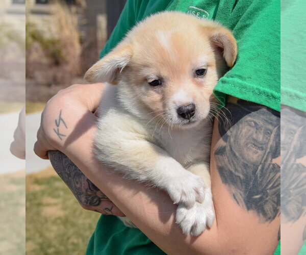 Medium Photo #3 Chihuahua-Unknown Mix Puppy For Sale in Huntley, IL, USA