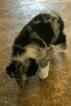 Small Photo #2 Australian Shepherd Puppy For Sale in FRUIT COVE, FL, USA