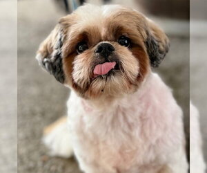 Minnie - Female Shih Tzu Dog for Adoption - Photo #4
