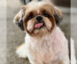 Small Photo #4 Shih Tzu Puppy For Sale in Canton, CT, USA