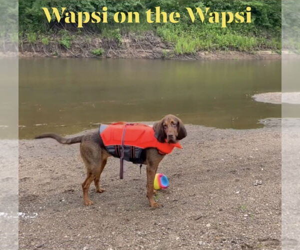 Medium Photo #5 Bloodhound Puppy For Sale in Coralville, IA, USA