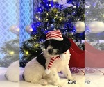 Small Photo #1 Labradoodle Puppy For Sale in MORTON, PA, USA