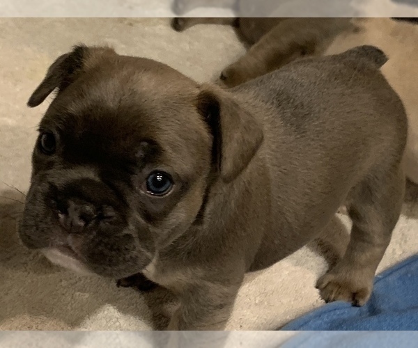 Medium Photo #1 French Bulldog Puppy For Sale in ELLICOTT, MD, USA