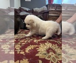 Small #1 Chow Chow-Samoyed Mix