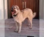 Small Photo #46 Anatolian Shepherd-Great Pyrenees Mix Puppy For Sale in AGOURA HILLS, CA, USA