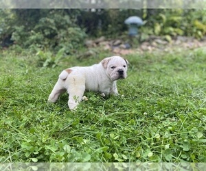 Olde English Bulldogge Puppy for sale in RIDGELAND, WI, USA