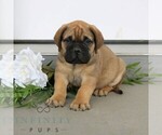 Small #1 Bullmastiff