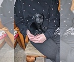 Puppy Shinny Lexie Samoyed