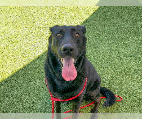 Medium Photo #2 Shepradors Puppy For Sale in Orange, CA, USA