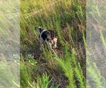 Small Photo #1 German Shorthaired Pointer Puppy For Sale in LENOX, GA, USA