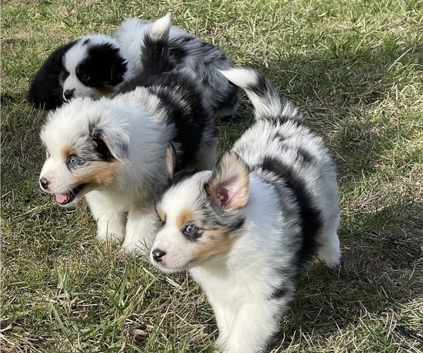 Medium Photo #7 Miniature Australian Shepherd Puppy For Sale in VERNONIA, OR, USA