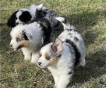 Small Photo #7 Miniature Australian Shepherd Puppy For Sale in VERNONIA, OR, USA