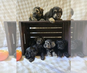 Schnauzer (Miniature) Litter for sale in LA MESA, CA, USA