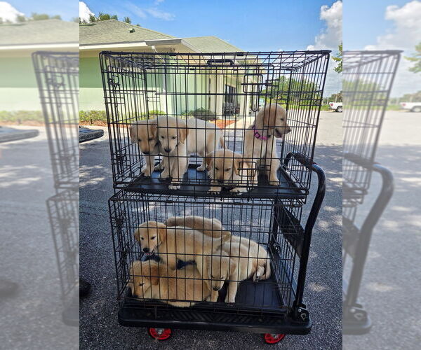 Medium Photo #1 Golden Retriever Puppy For Sale in PLANT CITY, FL, USA