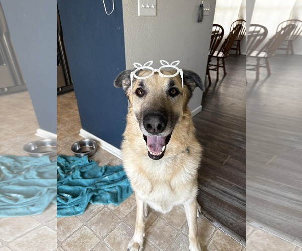 Medium Photo #4 German Shepherd Dog-Great Pyrenees Mix Puppy For Sale in Gretna, NE, USA