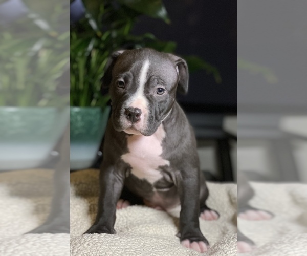 View Ad American Bully Puppy for Sale near Pennsylvania