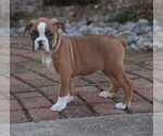 Small #2 Boxer