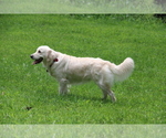 Small Photo #1 Golden Retriever Puppy For Sale in NASHVILLE, IN, USA