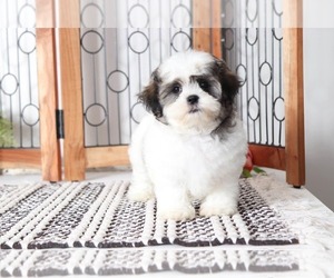 Zuchon Puppy for sale in NAPLES, FL, USA