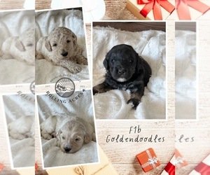 Goldendoodle Puppy for sale in MARYVILLE, MO, USA