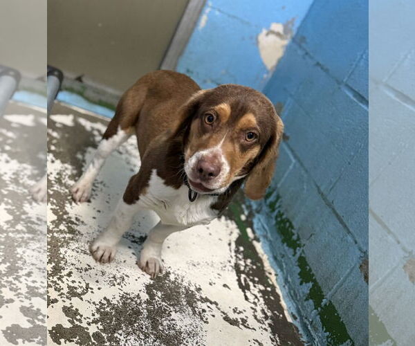 Medium Photo #5 Bagle Hound Puppy For Sale in Rustburg, VA, USA