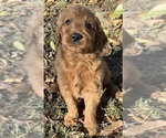 Puppy Little red Goldendoodle