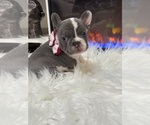 Small #2 French Bulldog