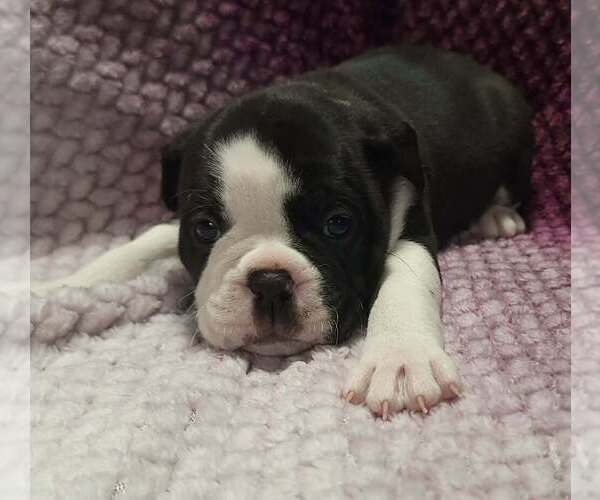 Medium Photo #2 Olde English Bulldogge Puppy For Sale in ATHOL, ID, USA