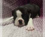 Small #1 Olde English Bulldogge