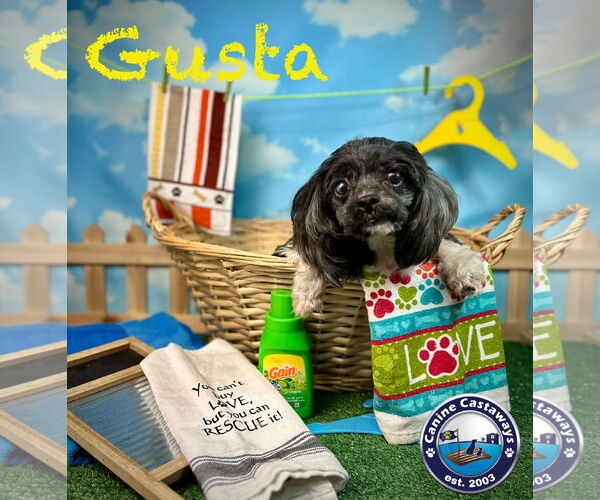 Medium Photo #3 Maltipoo Puppy For Sale in Arcadia, FL, USA