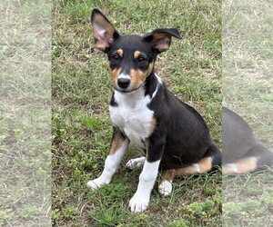 Rat Terrier-Unknown Mix Dogs for adoption in Rockaway, NJ, USA