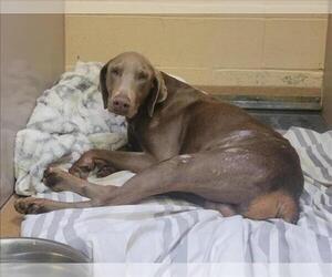 Doberman Pinscher Dogs for adoption in Martinez, CA, USA