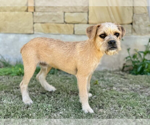 Medium Photo #4 Border Terrier-Unknown Mix Puppy For Sale in PIPE CREEK, TX, USA