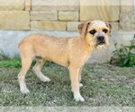Small #3 Border Terrier Mix