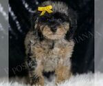 Small #3 Poodle (Toy)