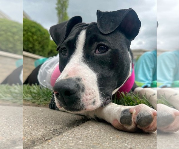 Medium Photo #4 American Pit Bull Terrier-Unknown Mix Puppy For Sale in Germantown, OH, USA