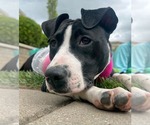 Small #3 American Pit Bull Terrier Mix