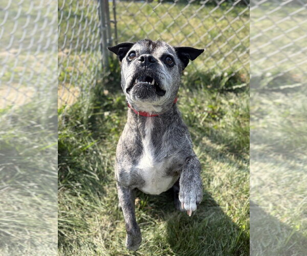 Medium Photo #2 Pug-Unknown Mix Puppy For Sale in Jefferson, WI, USA