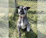 Small #1 Pug Mix