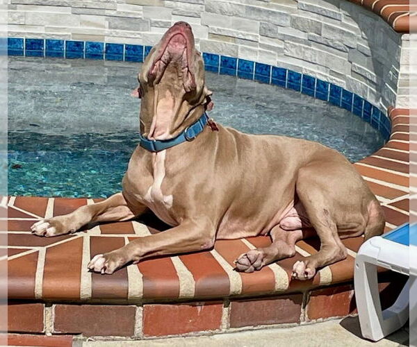 Medium Photo #34 American Staffordshire Terrier-Unknown Mix Puppy For Sale in Lake Forest, CA, USA
