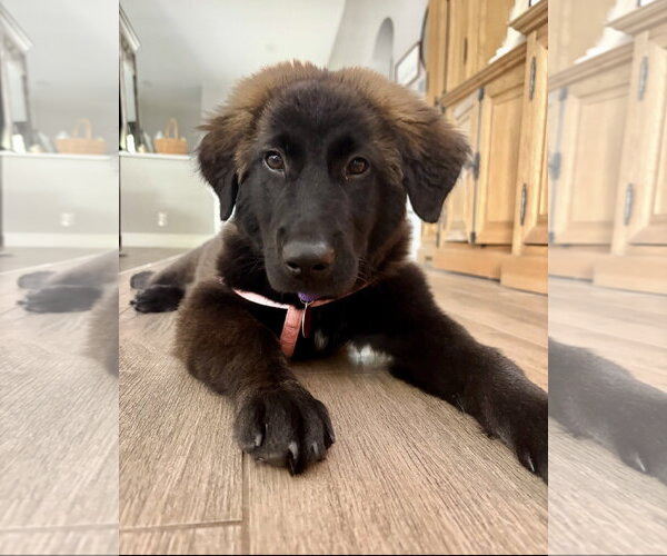 Medium Photo #3 Retriever -Unknown Mix Puppy For Sale in Royal Palm Beach, FL, USA
