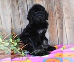 Small Photo #6 Australian Labradoodle Puppy For Sale in ASPERMONT, TX, USA