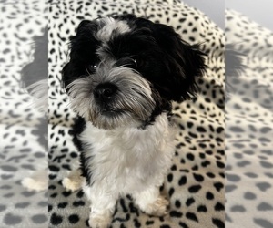 Shih Tzu Puppy for sale in LEBANON, OR, USA