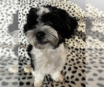 Image preview for Ad Listing. Nickname: Litter of 2