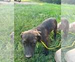 Dewdrop (4mo, 25lbs) - Female Mutt Dog for Adoption - Small photo