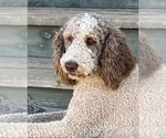 Small Photo #1 Goldendoodle Puppy For Sale in TULARE, CA, USA
