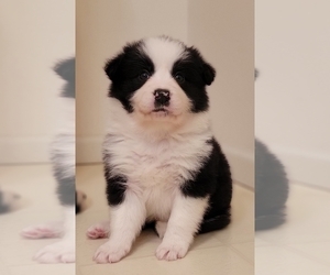 Border Collie Puppy for Sale in NORRIS CITY, Illinois USA