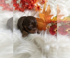 Yorkshire Terrier Puppy for sale in WILLISTON, SC, USA
