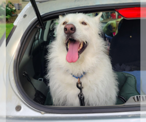 Polar - Male Mutt Dog for Adoption - Photo #3